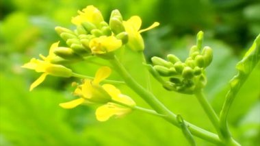 Rüzgardaki sarı çiçekler