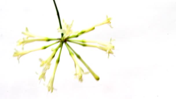 Blomst i vinden – Stock-video