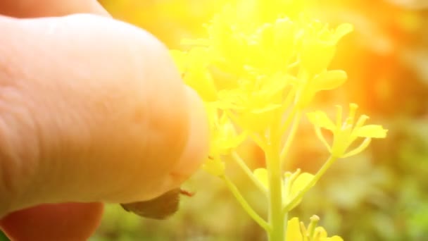 Flor en el viento — Vídeo de stock