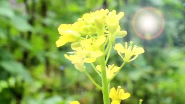 Κίτρινα λουλούδια στον άνεμο — Αρχείο Βίντεο