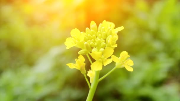 Fleurs jaunes dans le vent