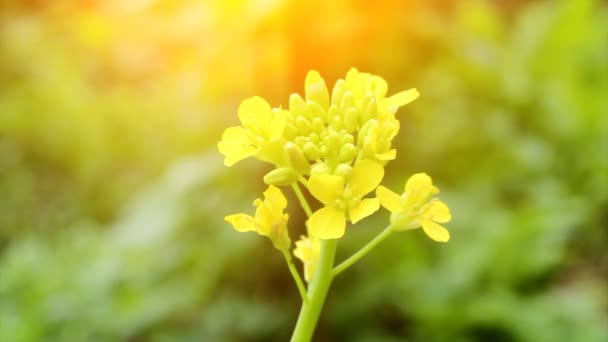 Flores amarillas en el viento — Vídeos de Stock