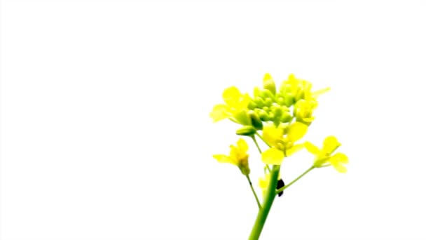 Fleurs jaunes dans le vent — Video