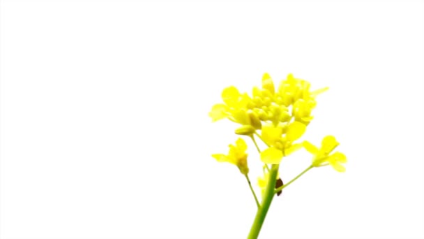 Flores amarillas en el viento — Vídeo de stock