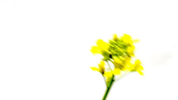 Fleurs jaunes dans le vent