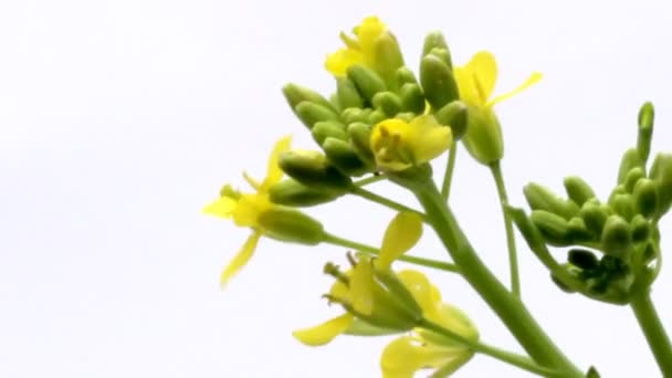 Fleurs jaunes dans le vent