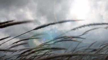 rüzgarda çırpınan çimen