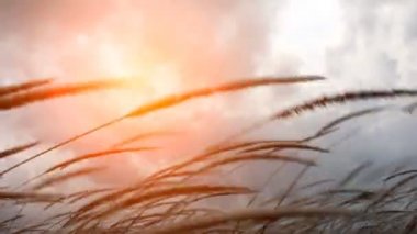 rüzgarda çırpınan çimen