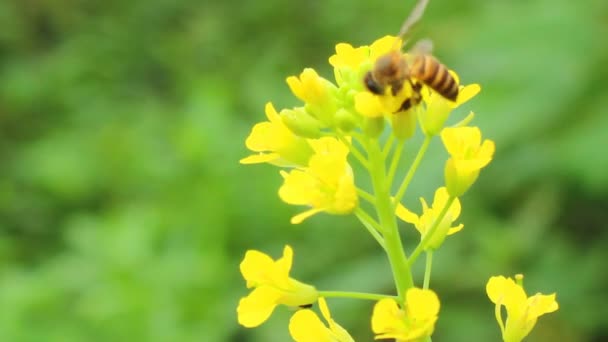 Flower in the wind — Stock Video