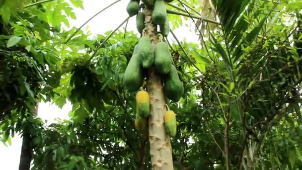 The papaya tree — Stock Video