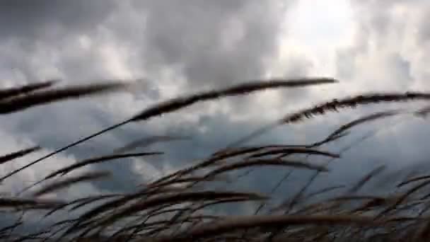 Gras wapperen in de wind — Stockvideo