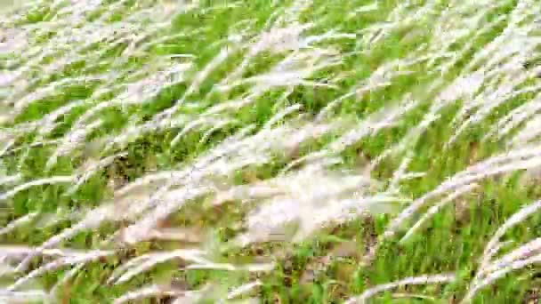 Grass fluttering in the wind — Stock Video