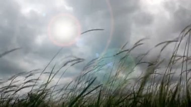 rüzgarda çırpınan çimen