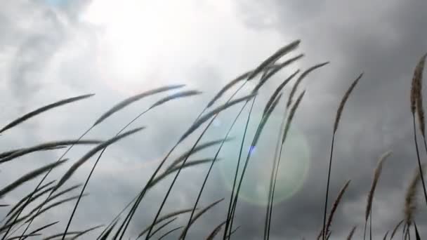 風になびく草 — ストック動画