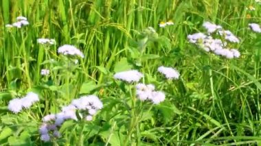 Yeşil çeltik ve gökyüzü