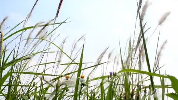 Grass fluttering in the wind — Stock Video