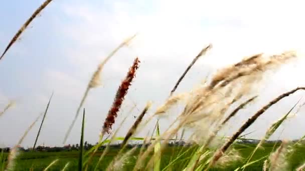 Grass fluttering in the wind — Stock Video