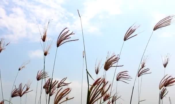 Трава трепещет на ветру — стоковое видео