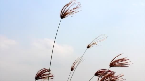 Gazon flottant dans le vent — Video