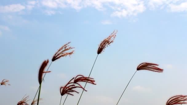 Gras wapperen in de wind — Stockvideo