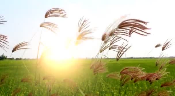 Gras flattert im Wind — Stockvideo