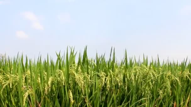 Arroz verde y cielo — Vídeo de stock