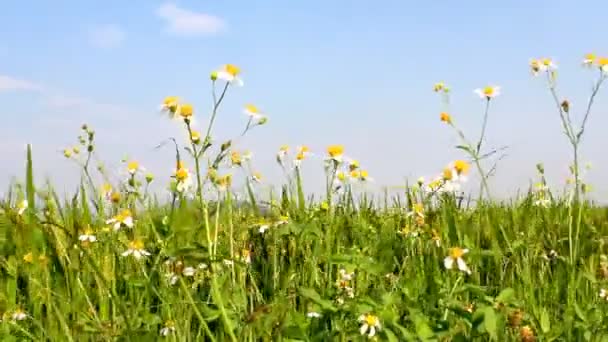 Groene padie en hemel — Stockvideo