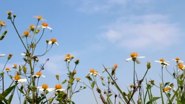 Flower in the wind — Stock Video