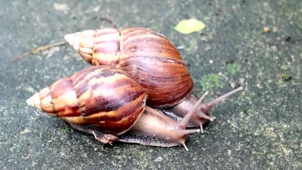 Snail crawling on the ground — Stock Video