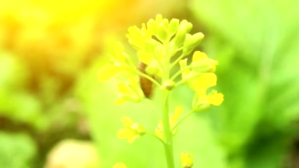 Flores en el viento — Vídeos de Stock