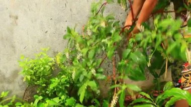 ginseng Çiftçi hasat