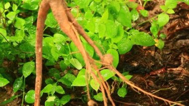 ginseng Çiftçi hasat