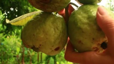 Asya'da bir çiftlikte guavas toplama el 