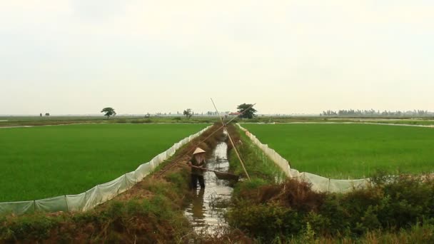 Boeren werken aan een rijst-veld — Stockvideo