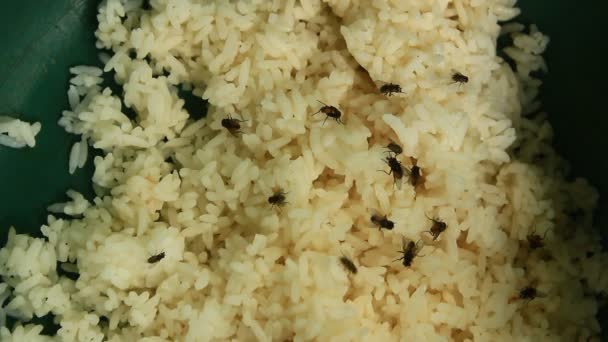 La mosca y el arroz — Vídeo de stock