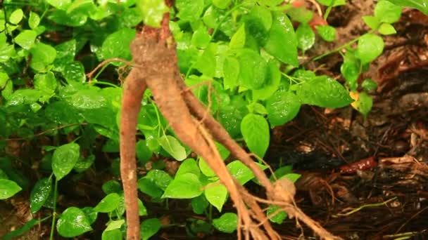 Boeren zijn oogsten ginseng — Stockvideo