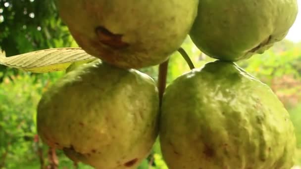 Cueillette à la main de goyaves sur une ferme en Asie — Video