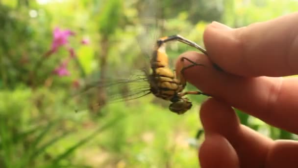 La mano sosteniendo una libélula — Vídeo de stock