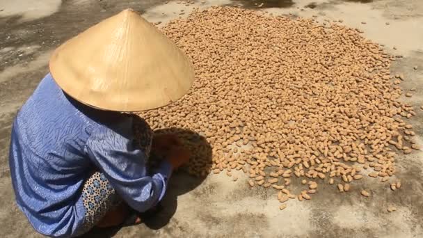 Ásia mulher secagem amendoins no sol — Vídeo de Stock