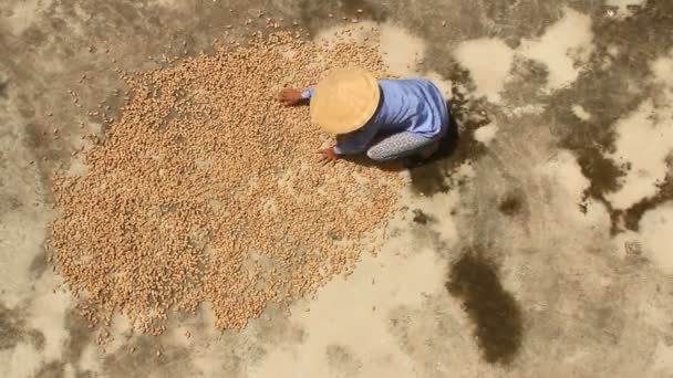 Asien kvinna torkning jordnötter i solen — Stockvideo