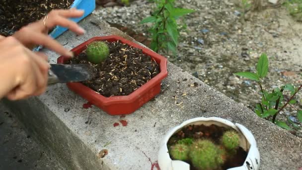 Mujer plantando cactus — Vídeos de Stock