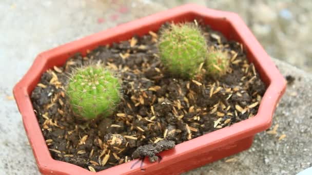 Mujer plantando cactus — Vídeos de Stock