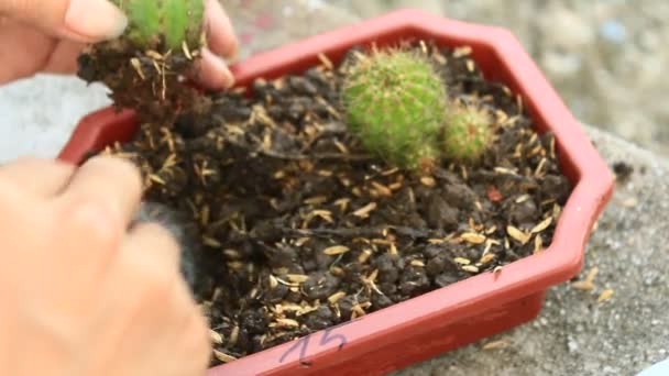 Mujer plantando cactus — Vídeos de Stock