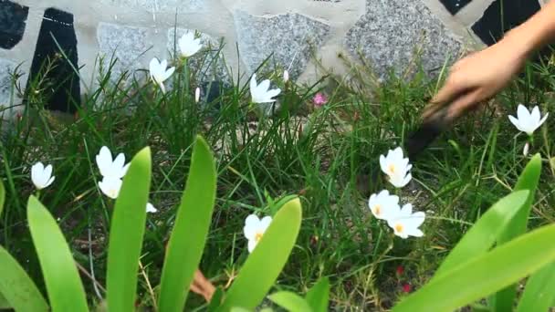 Woman Planting Flowers — Stock Video