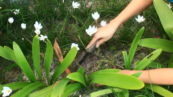 Mujer plantando flores — Vídeos de Stock