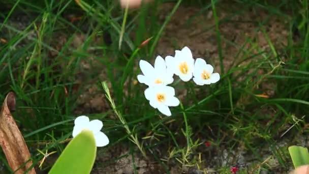 Kvinnan planterar blommor — Stockvideo