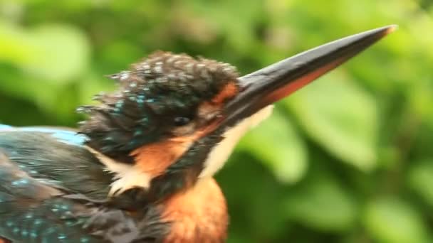 Kingfisher Bird On Tree Macro Close Up — Stock Video