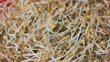 El damla lahanası Kırmızı sepet içine