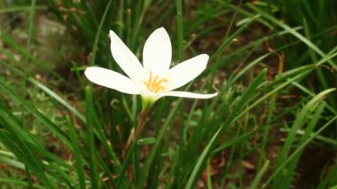 El malzeme çekme çiçekleri 