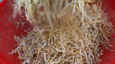 El damla lahanası Kırmızı sepet içine